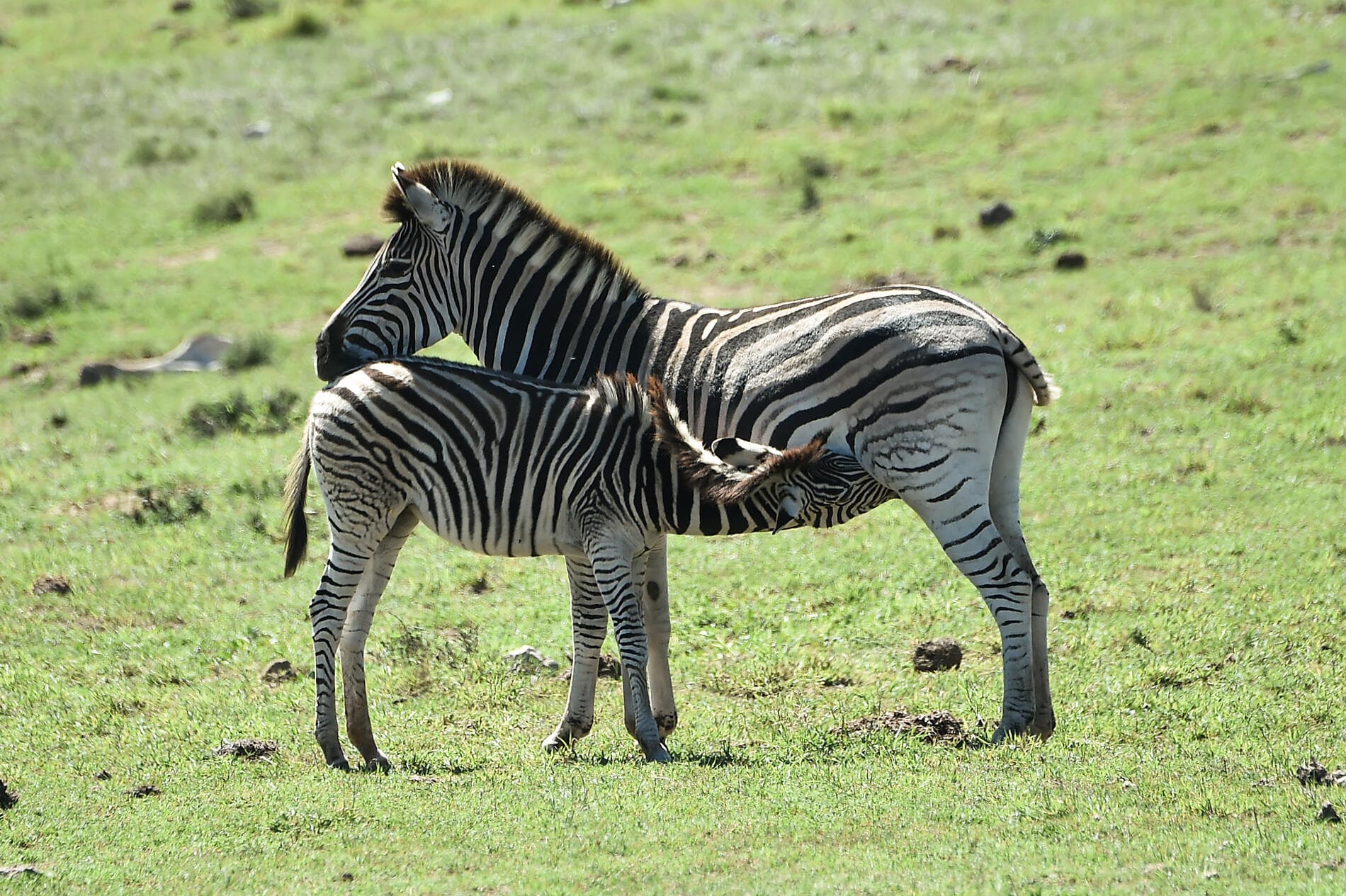 Afrique du Sud et Madagascar
