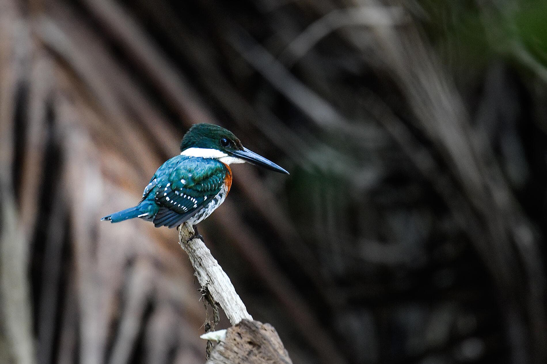 Secrets d’Amérique centrale