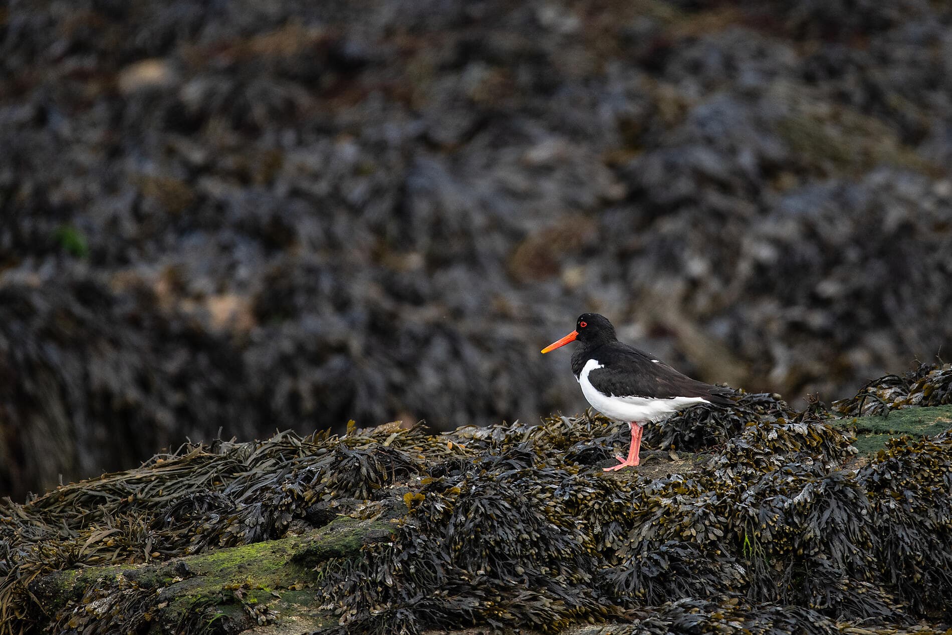 De l’Écosse à l’Irlande : voyage en terres celtiques
