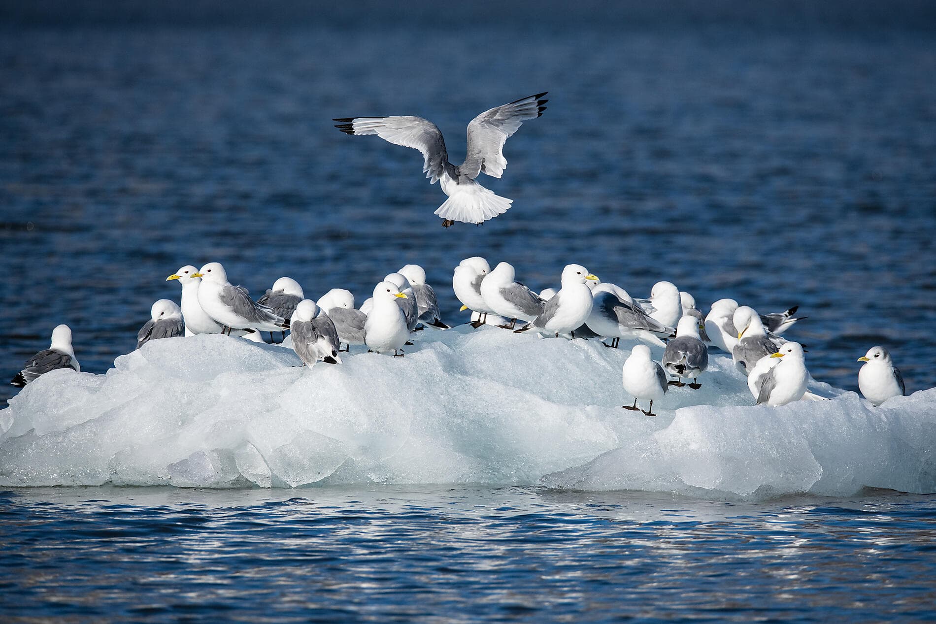 Du Svalbard à l'Islande : odyssée polaire