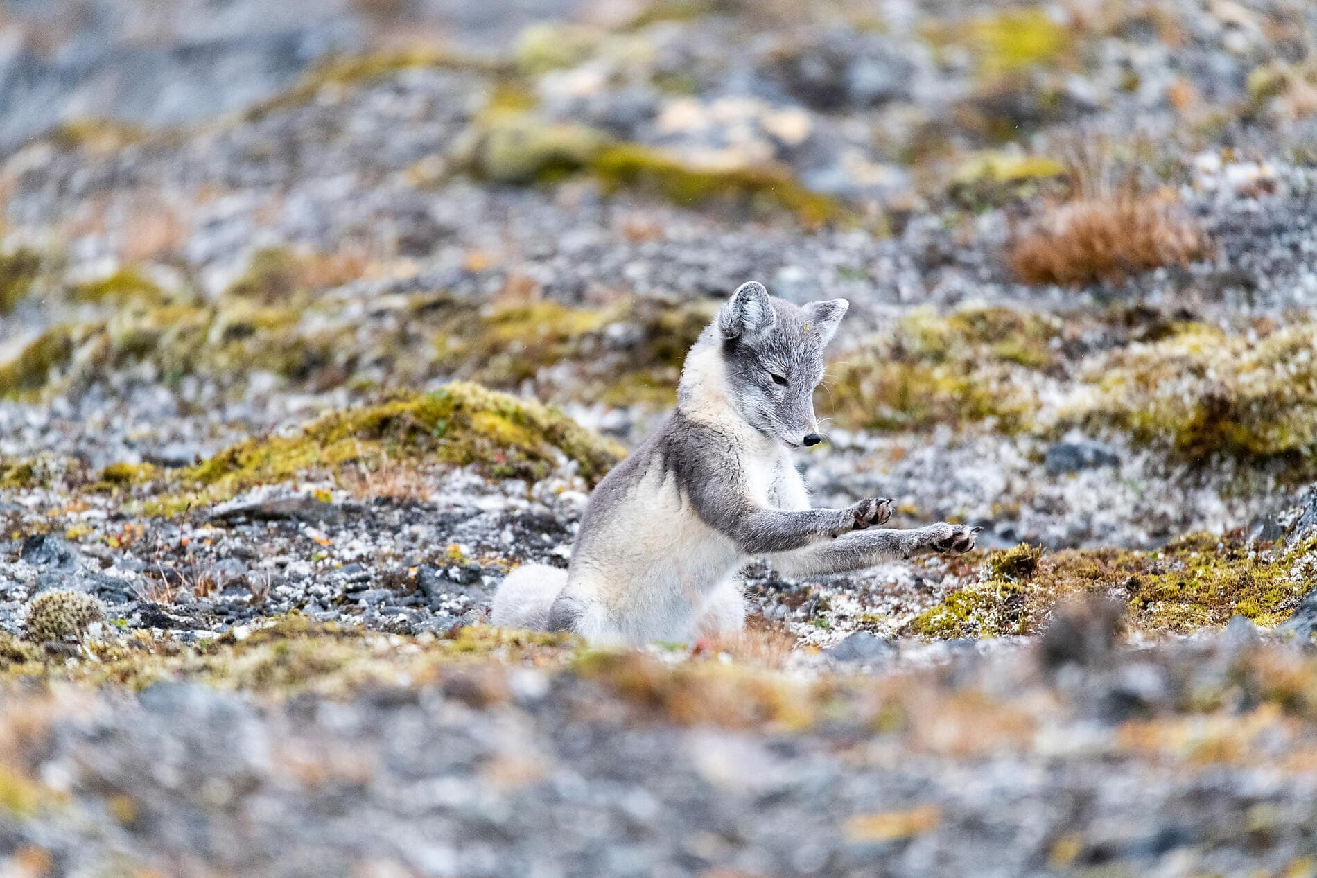 Du Svalbard à l'Islande : odyssée polaire