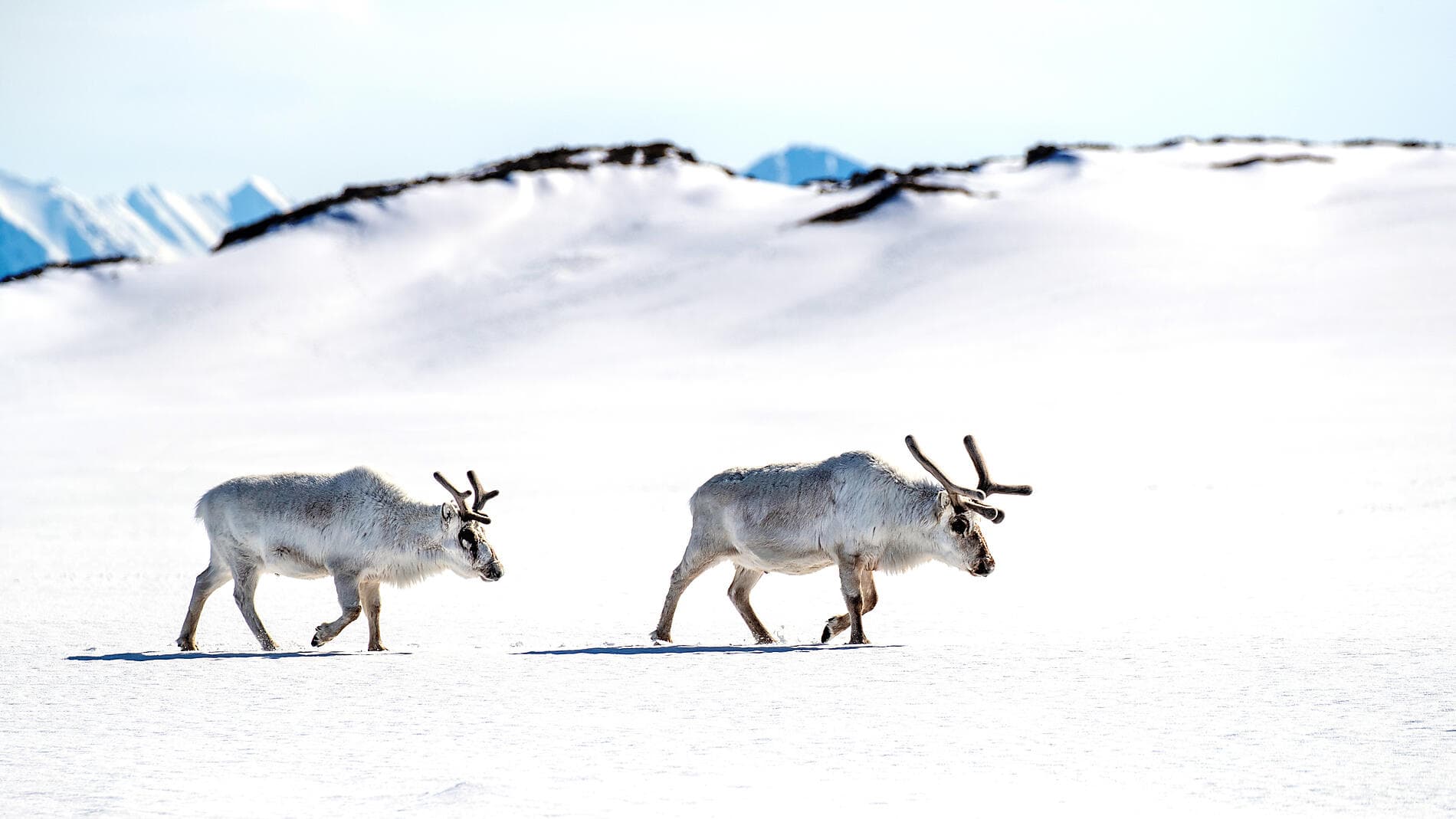 Le Svalbard inexploré