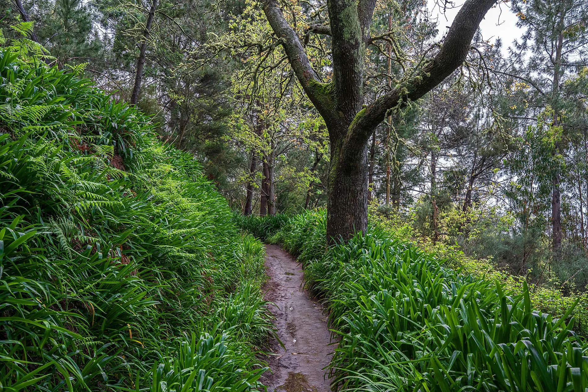 Madère et Açores