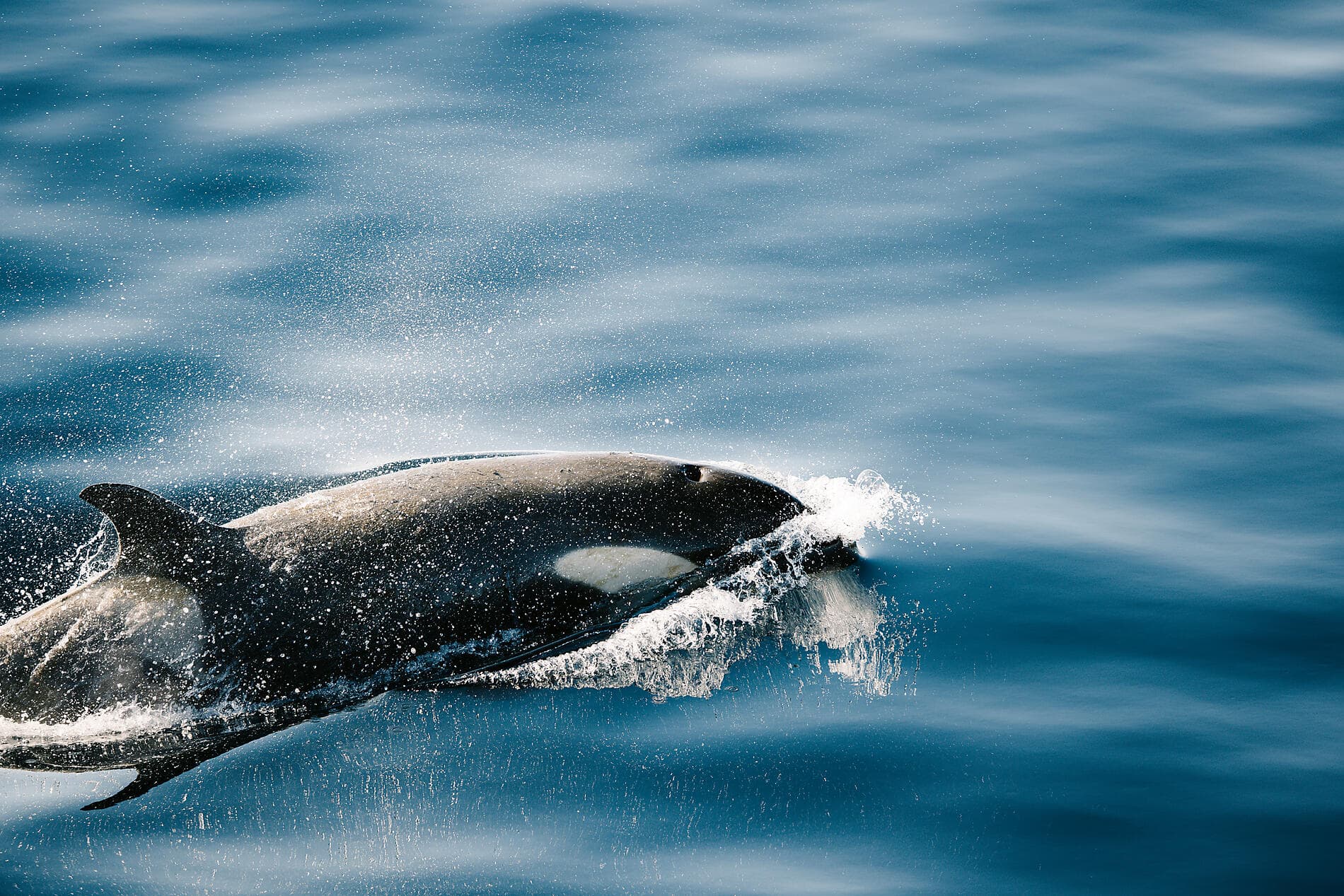 Entre deux continents, terres inexplorées orientales d'Antarctique