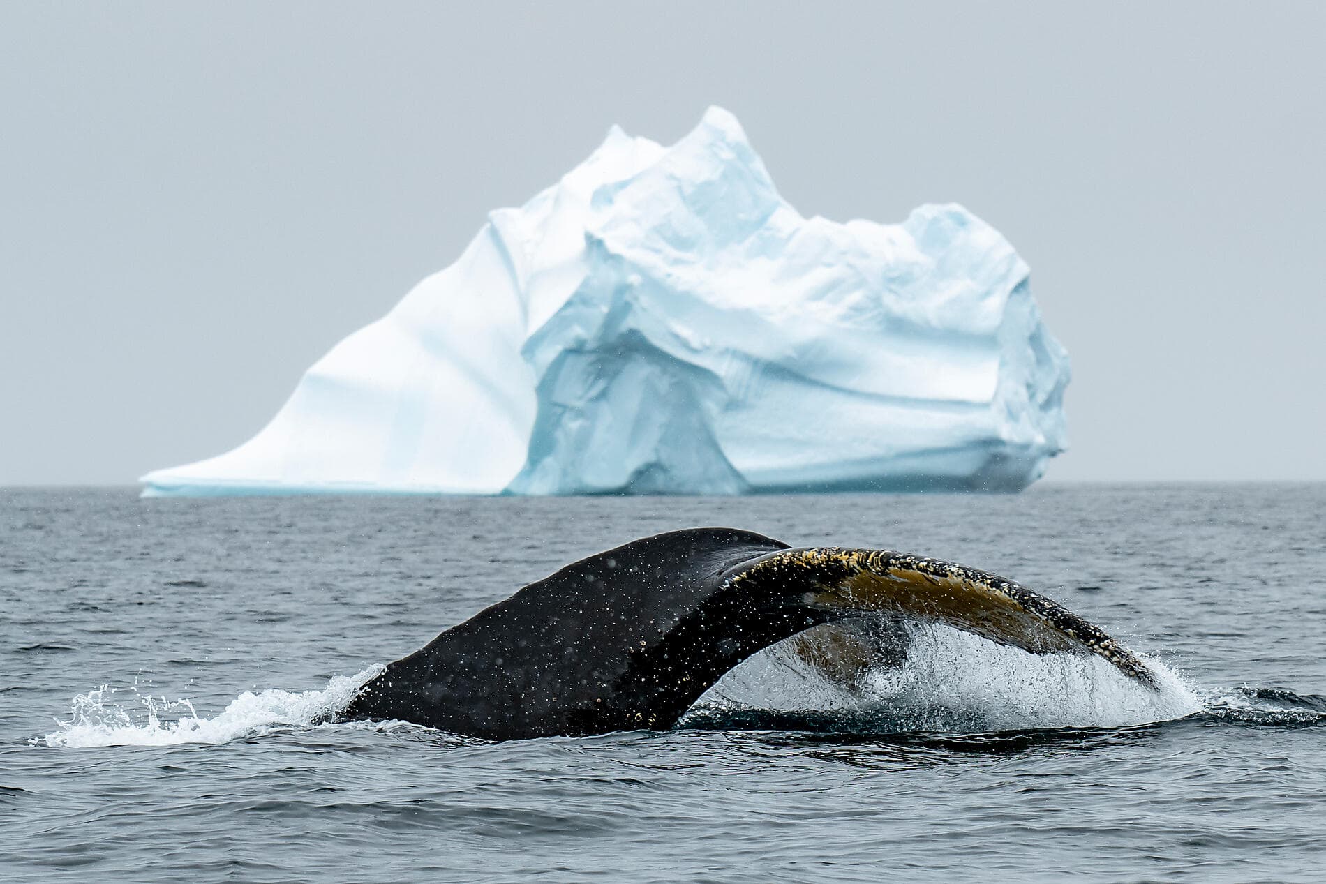 Entre deux continents, terres inexplorées orientales d'Antarctique