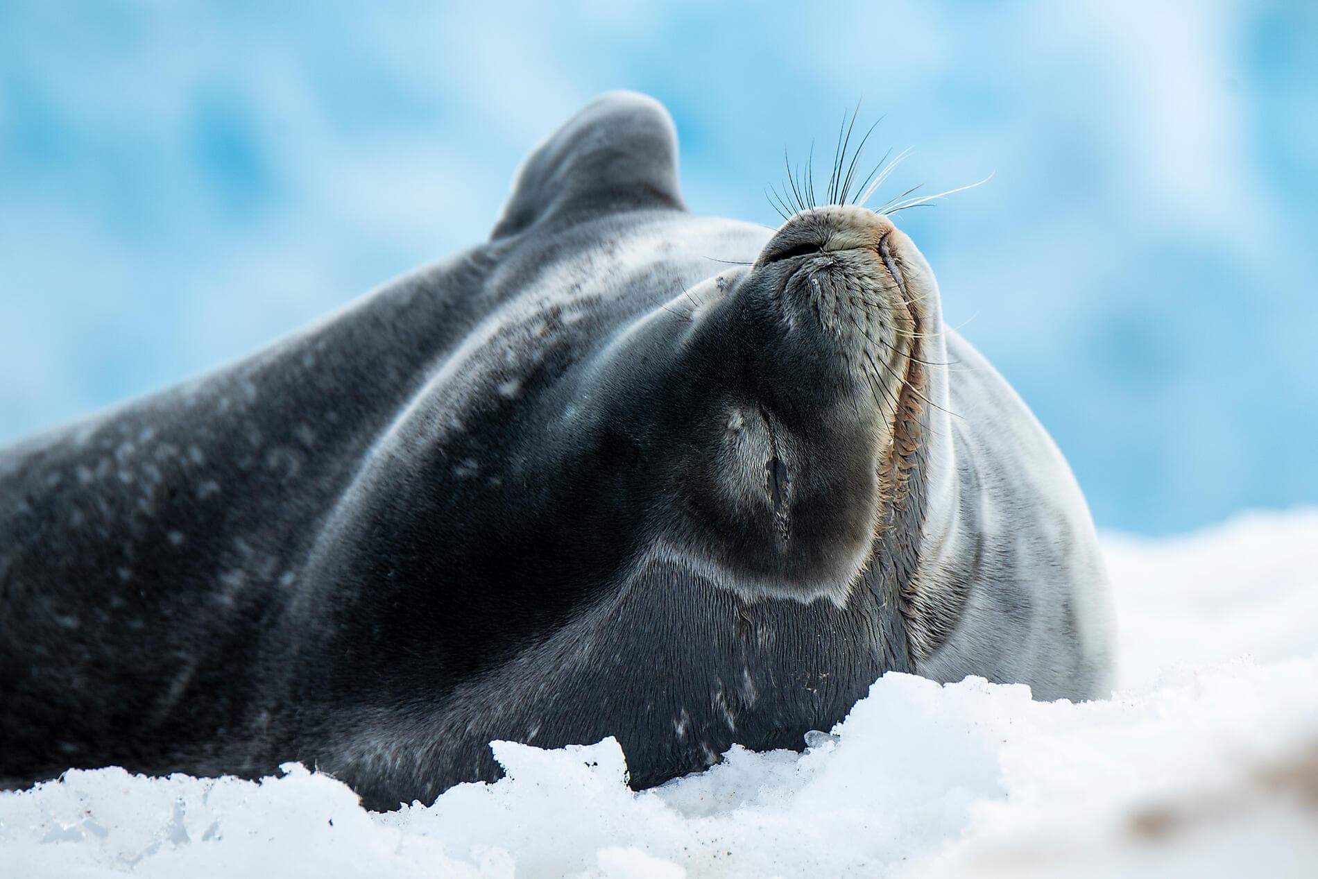 Entre deux continents, terres inexplorées orientales d'Antarctique