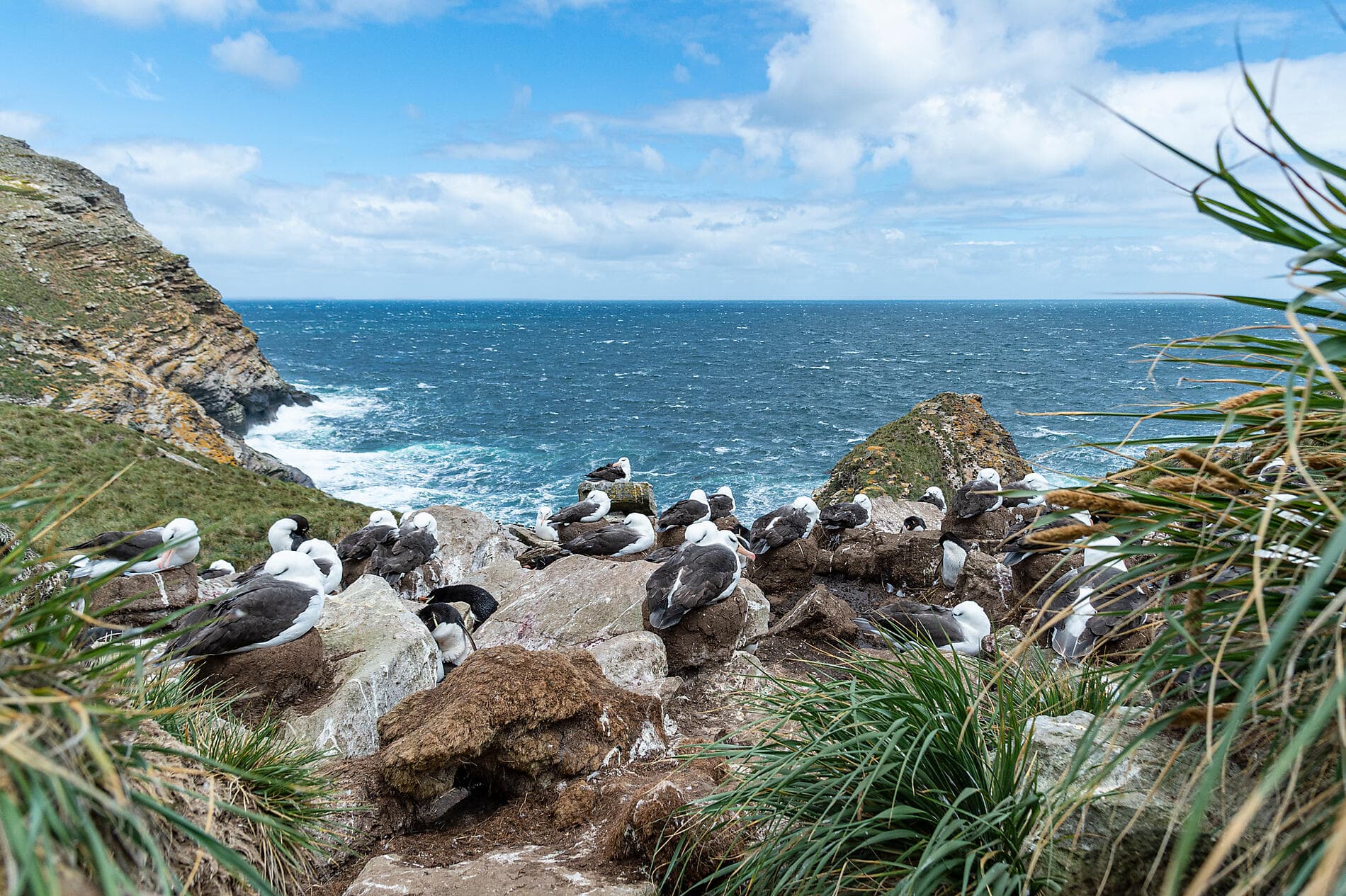 Falkland, Géorgie du Sud & péninsule Valdés : au cœur du monde sauvage