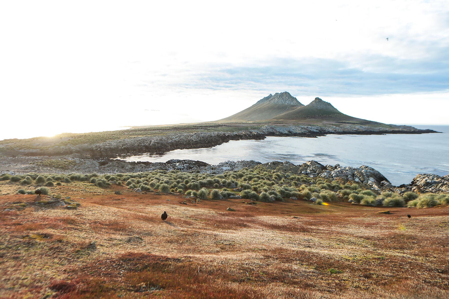 Falkland, Géorgie du Sud & péninsule Valdés : au cœur du monde sauvage