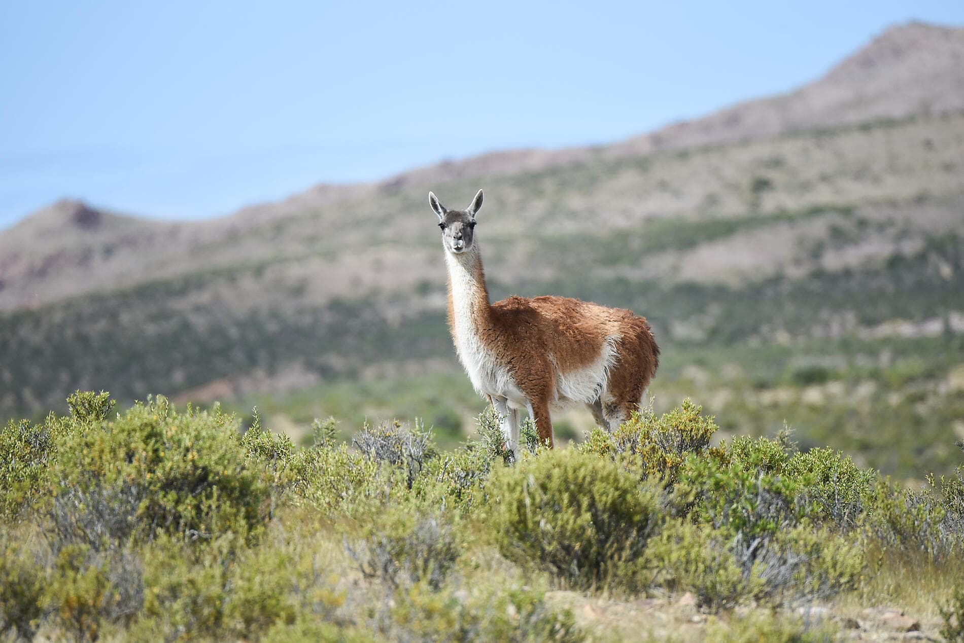 Falkland, Géorgie du Sud & péninsule Valdés : au cœur du monde sauvage
