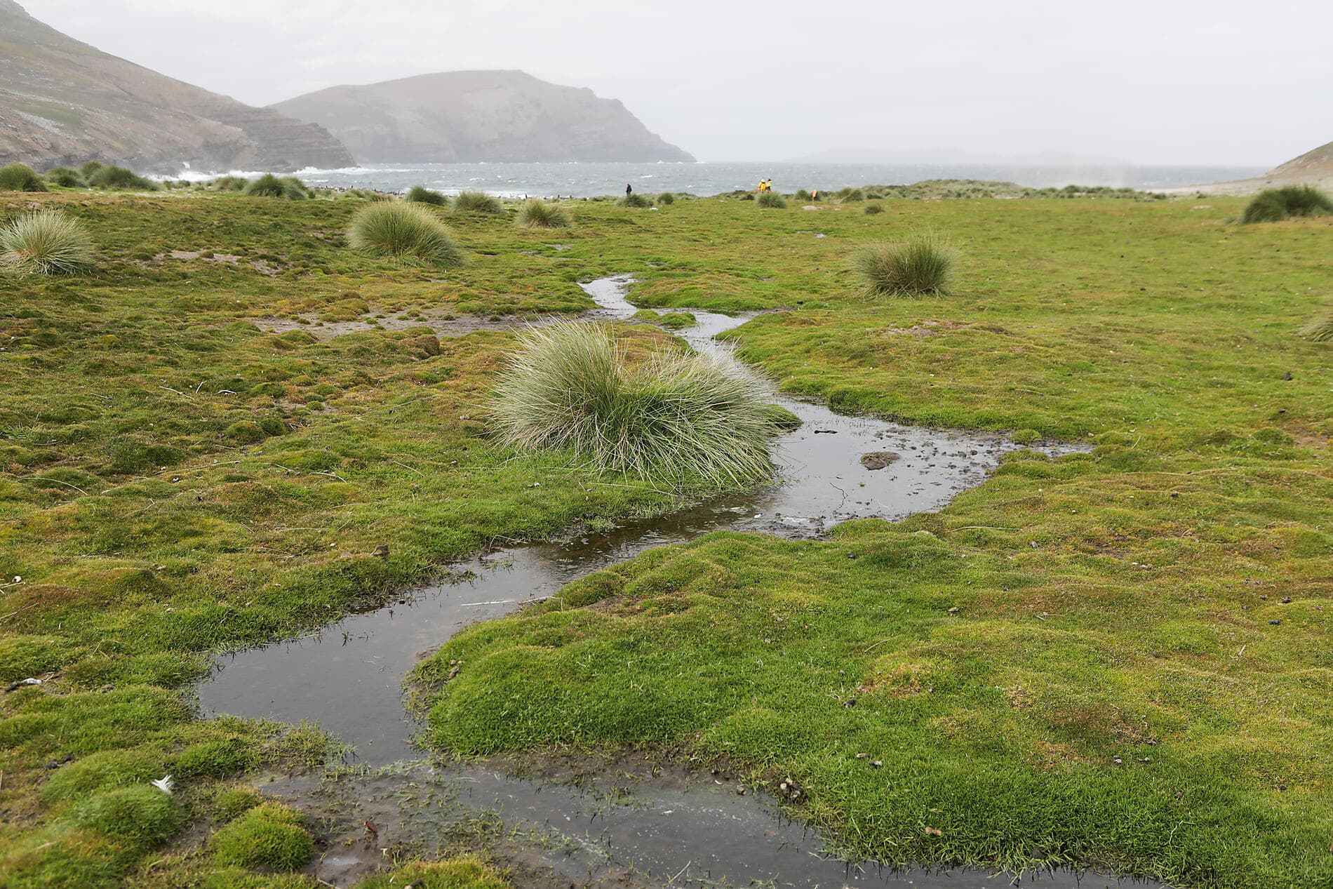 Falkland, Géorgie du Sud & péninsule Valdés : au cœur du monde sauvage