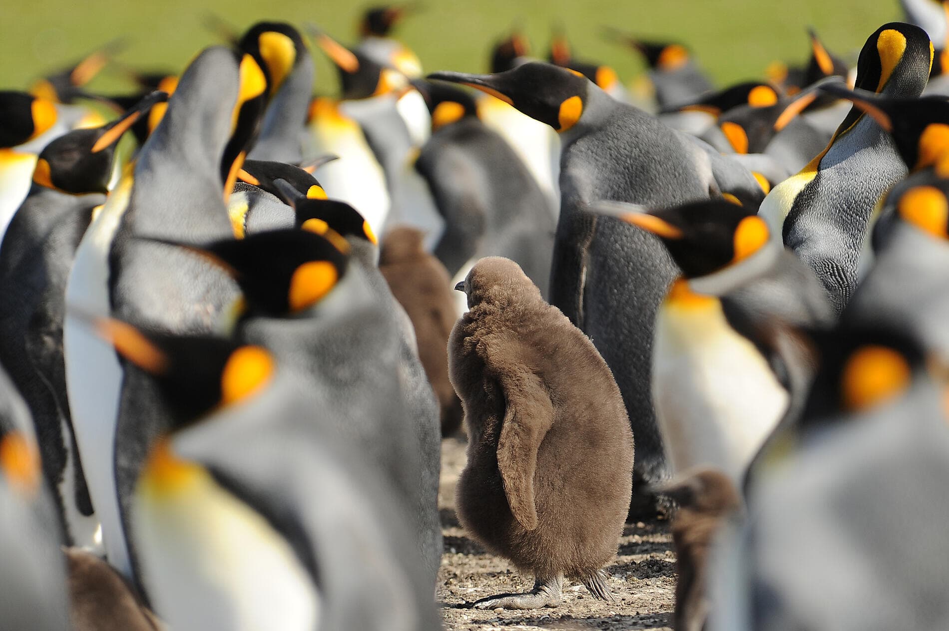Falkland, Géorgie du Sud & péninsule Valdés : au cœur du monde sauvage
