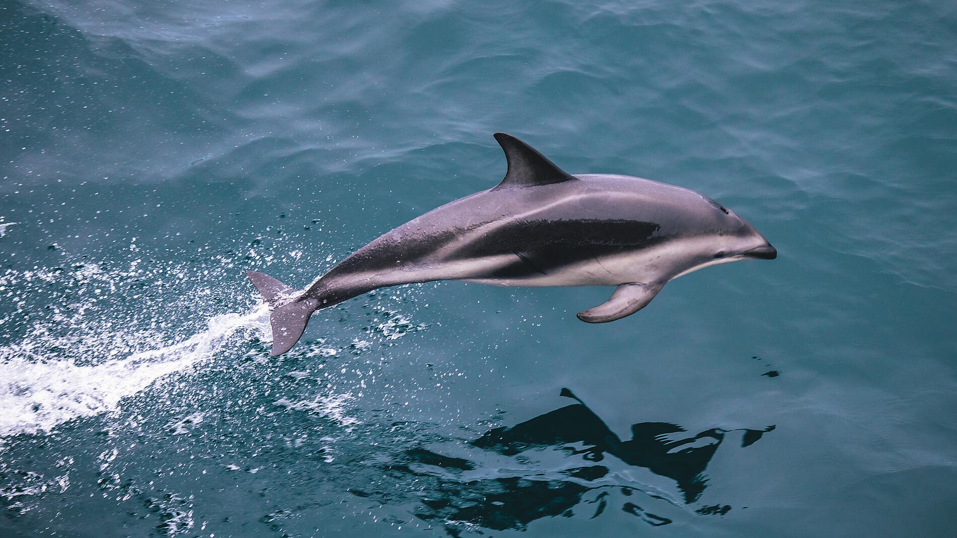 Falkland, Géorgie du Sud & péninsule Valdés : au cœur du monde sauvage