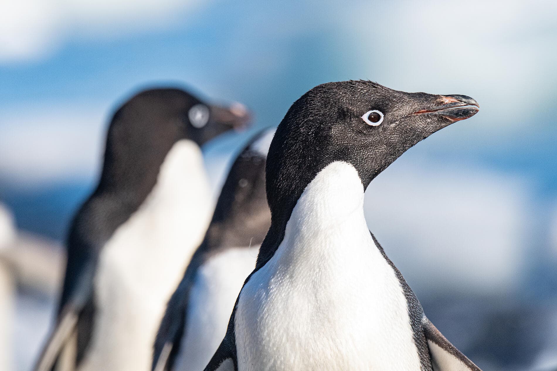 Charcot Island & Ross sea & Subantarctic Islands
