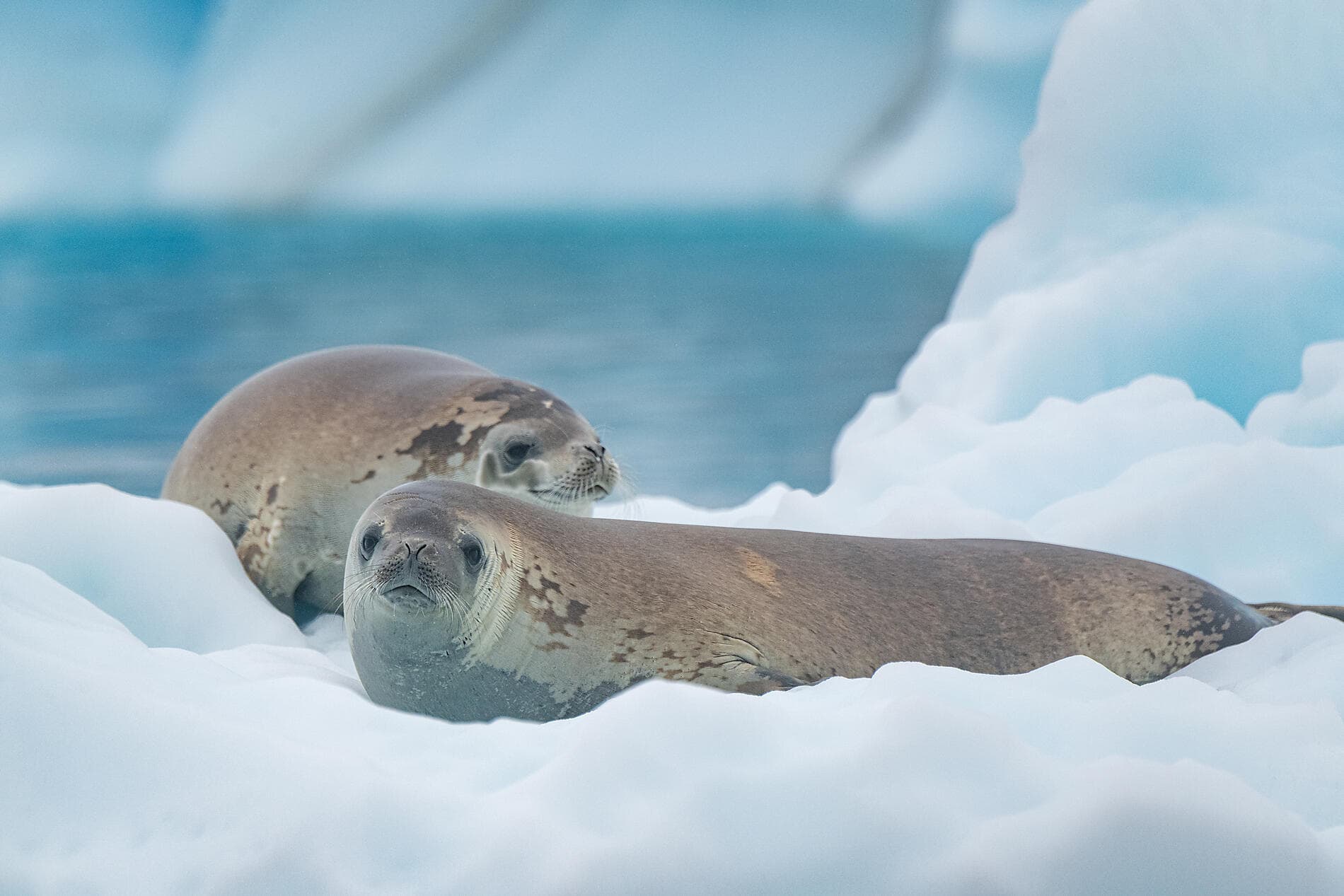 Charcot Island & Ross sea & Subantarctic Islands