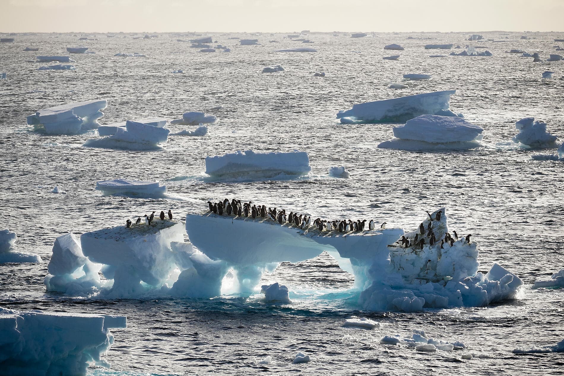 Charcot Island & Ross sea & Subantarctic Islands