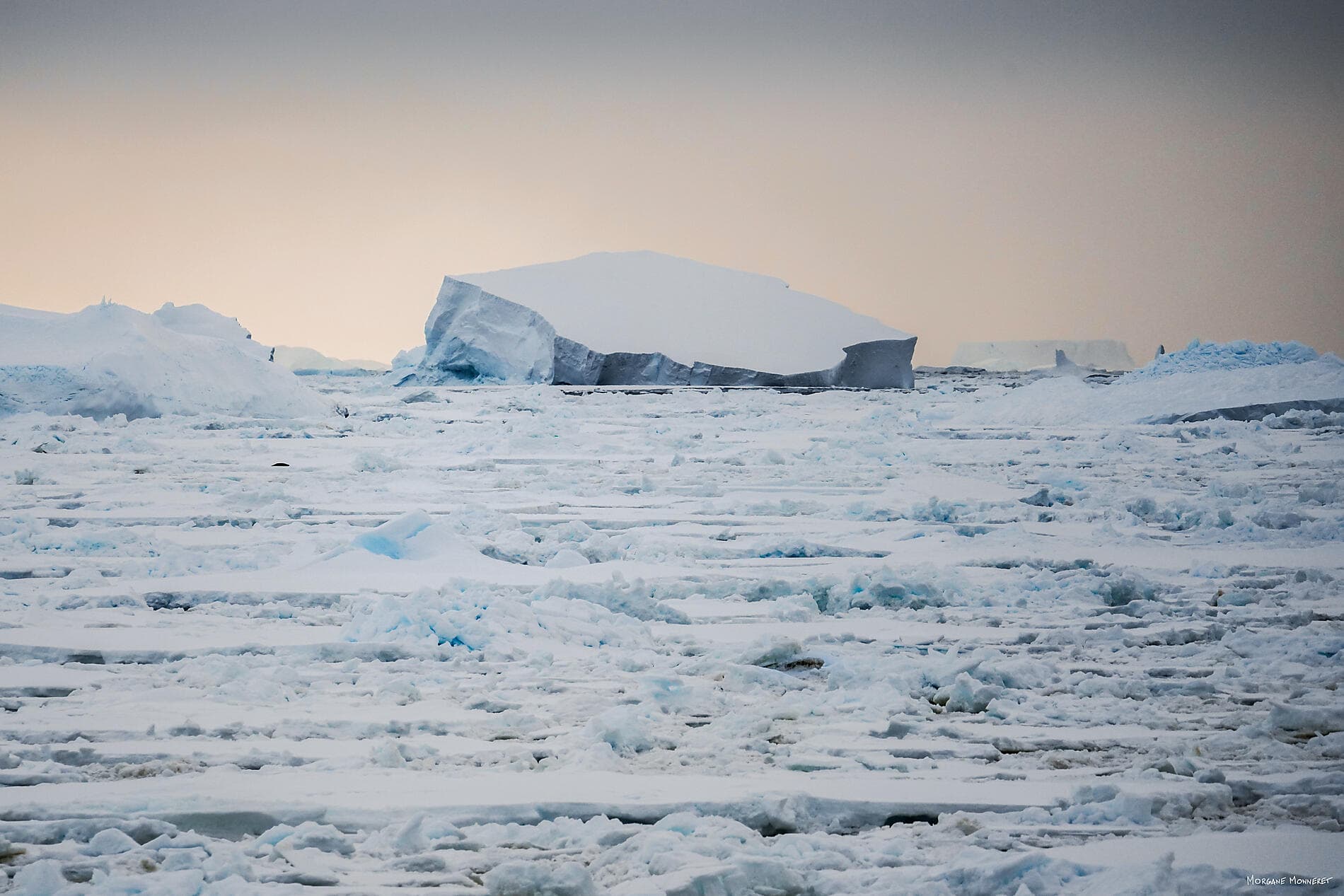 Charcot Island & Ross sea & Subantarctic Islands