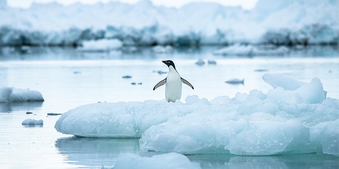 L'Antarctique emblématique