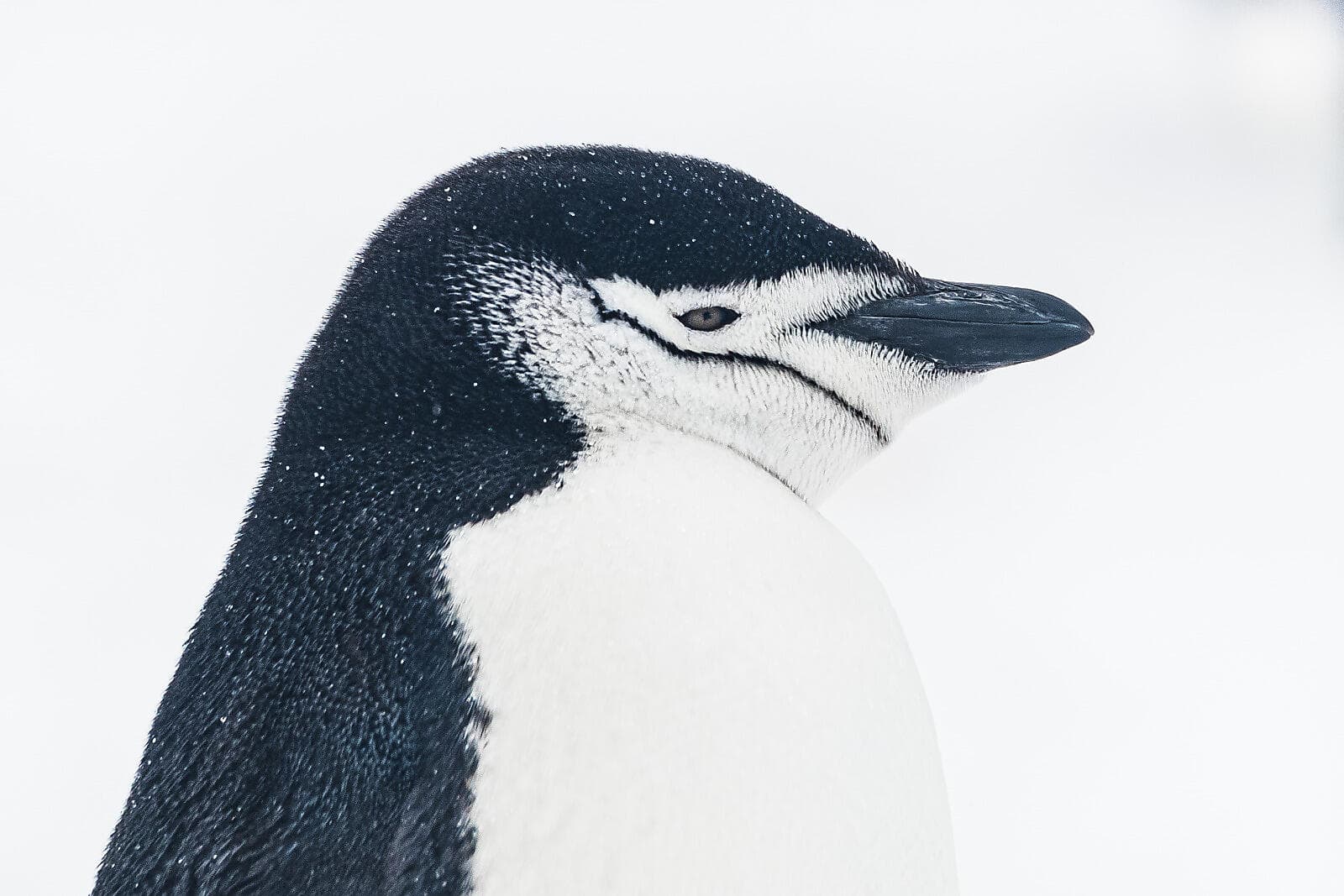 Expédition sur les traces de Scott et Shackleton