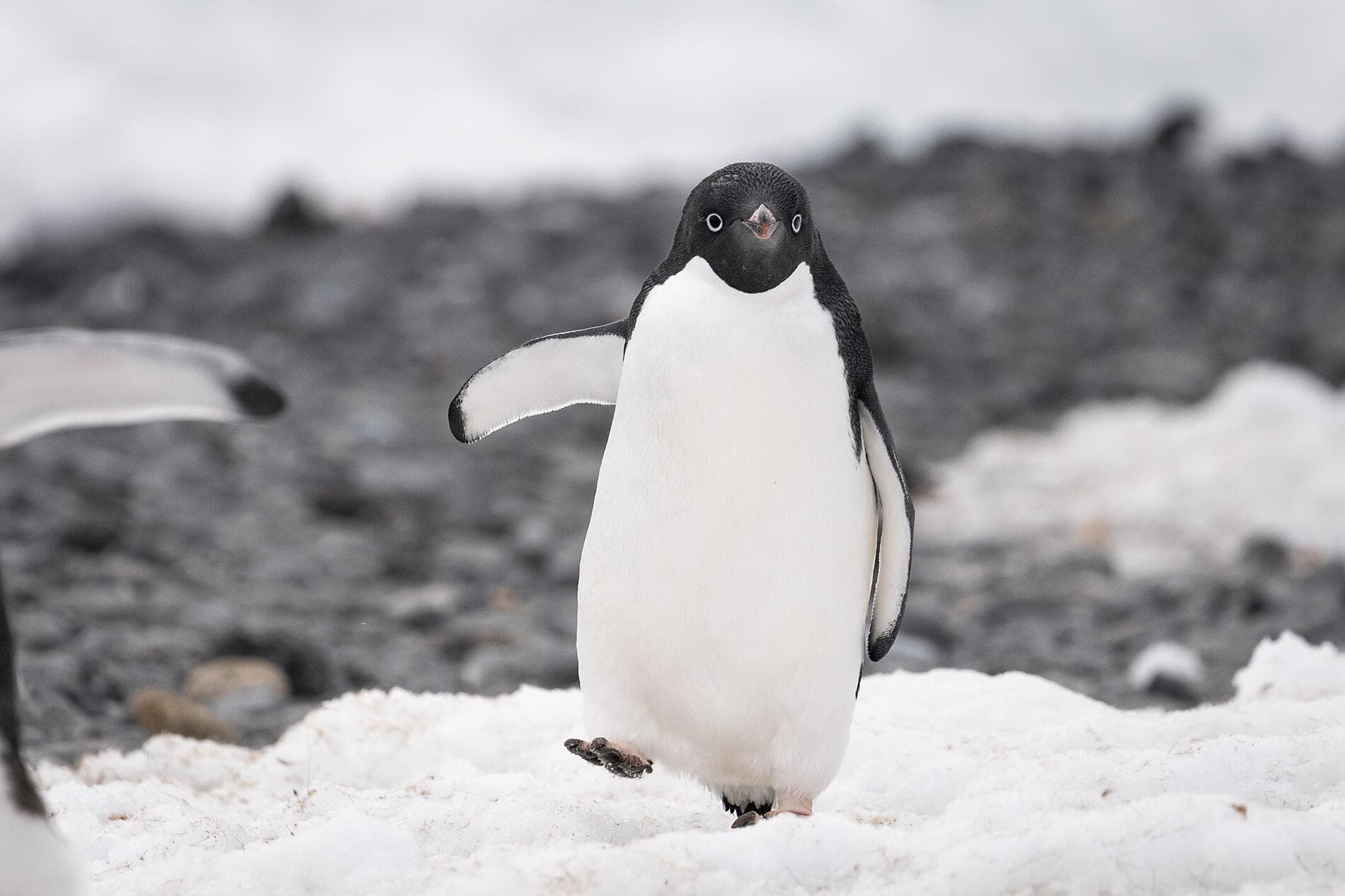 Expédition sur les traces de Scott et Shackleton
