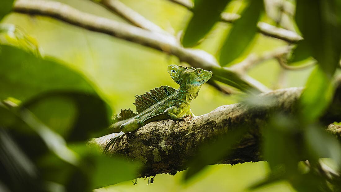 Côte pacifique du Costa Rica