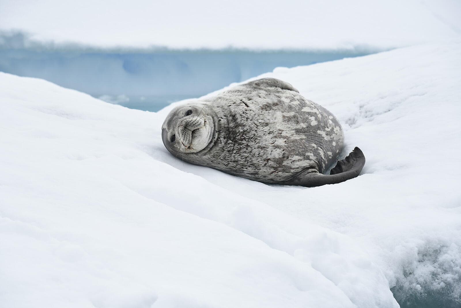 Expédition sur les traces de Scott et Shackleton