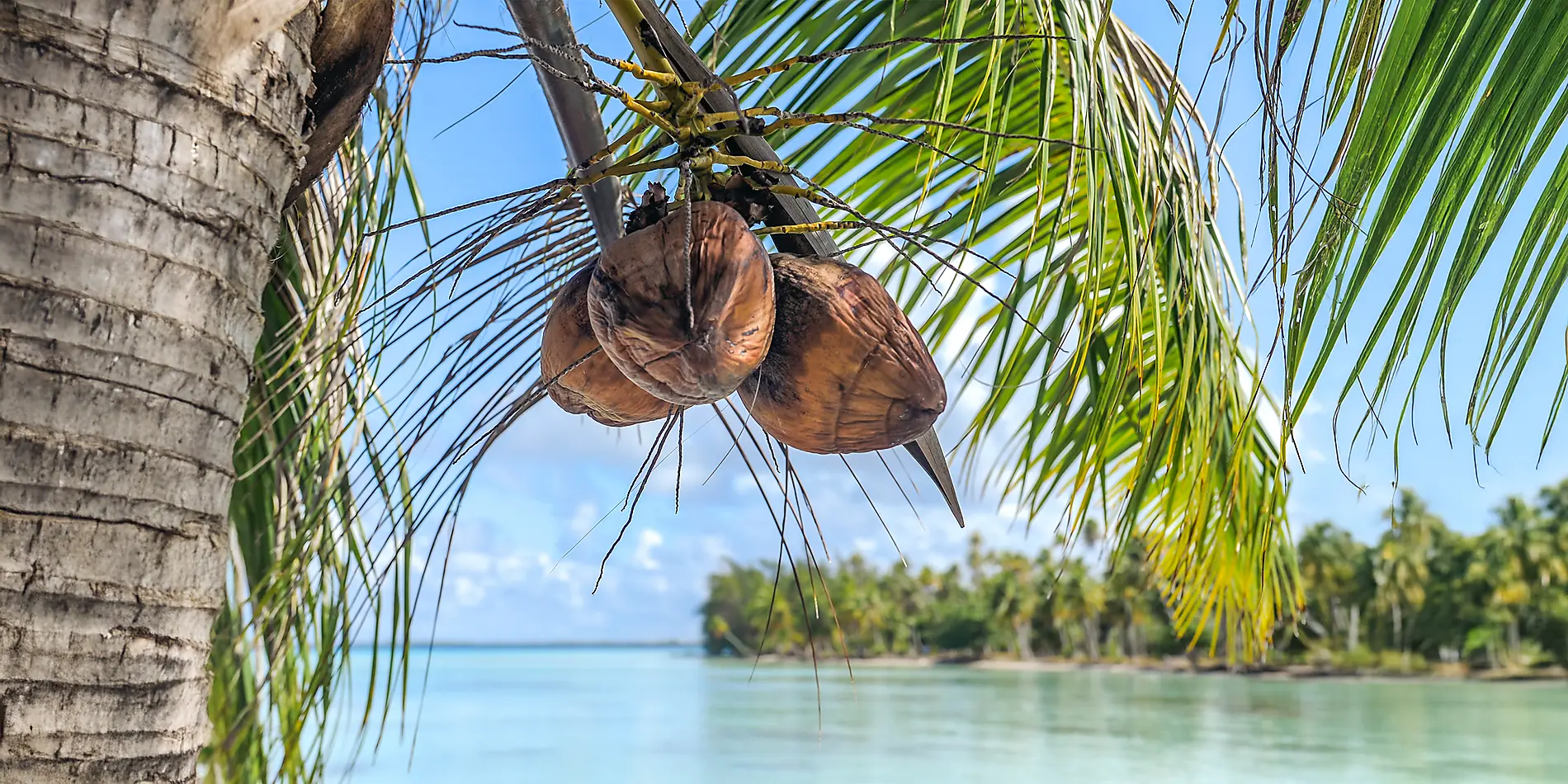 Îles de la Société et Tuamotu