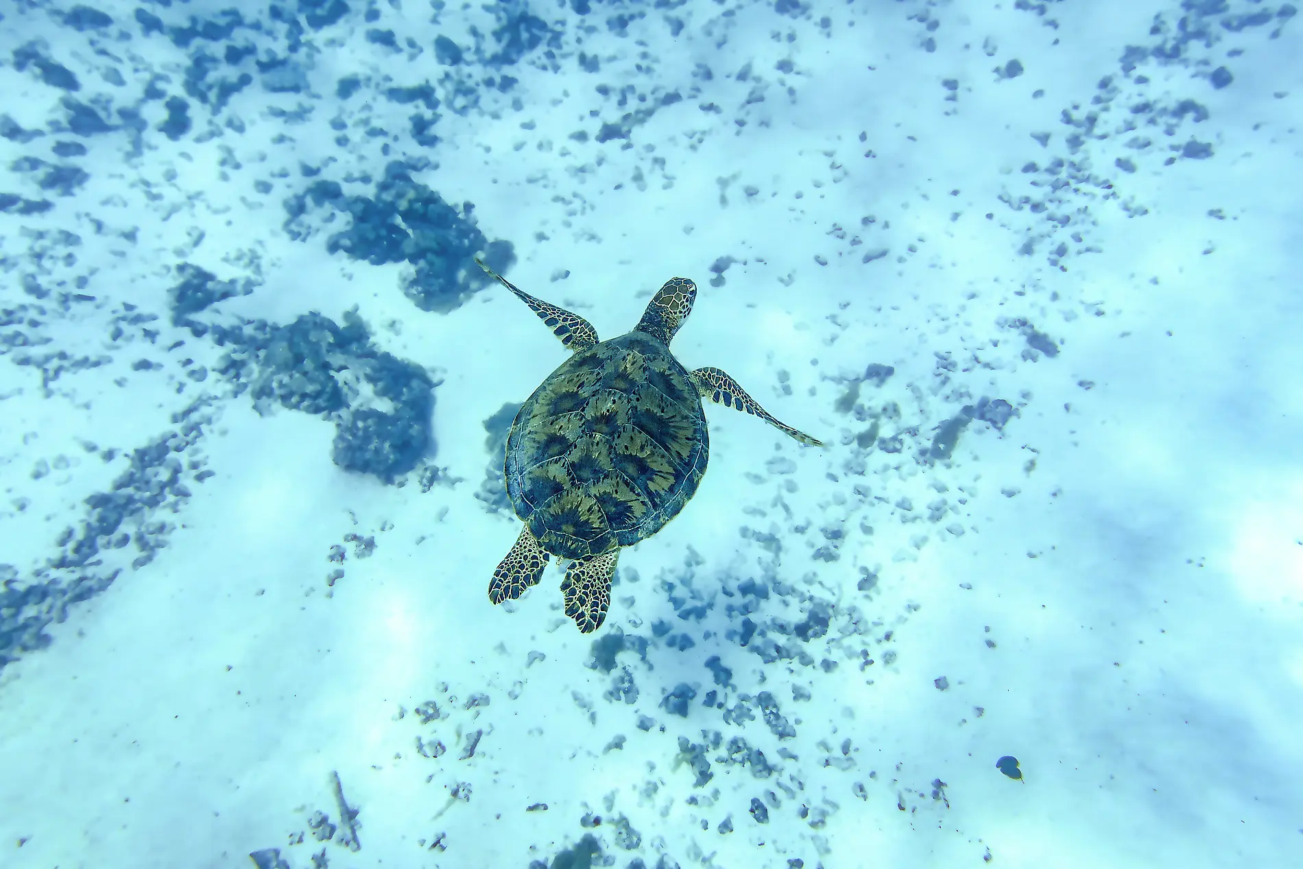 Îles Fidji, Tonga, Cook et îles de la Société