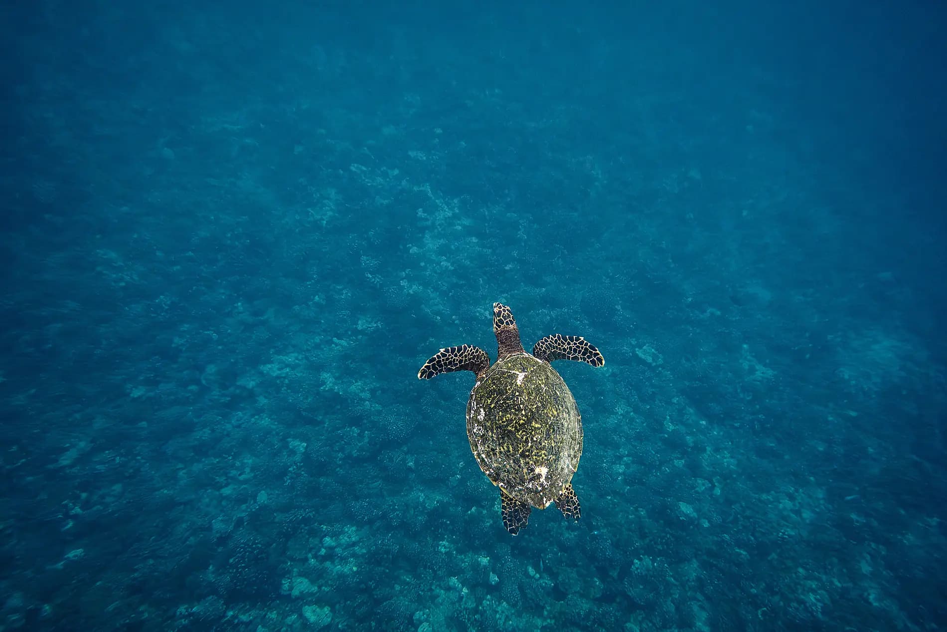 Tahiti et les îles de la Société