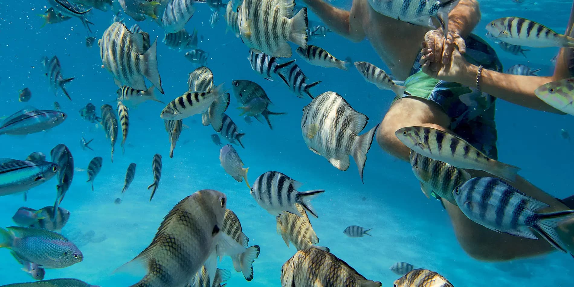 Îles de la Société et Tuamotu