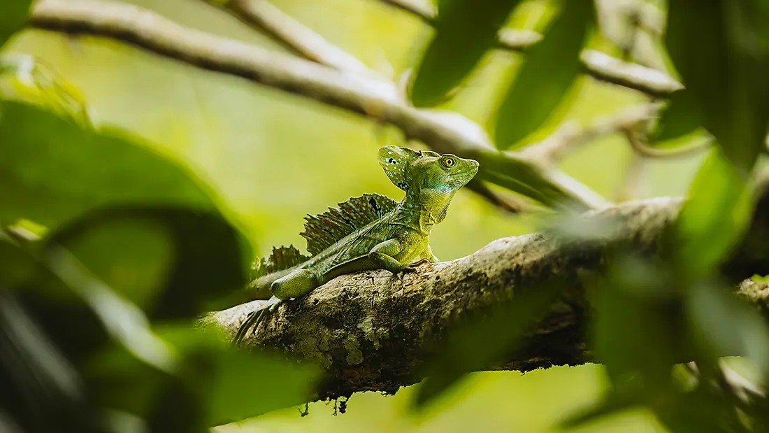 Côte pacifique du Costa Rica