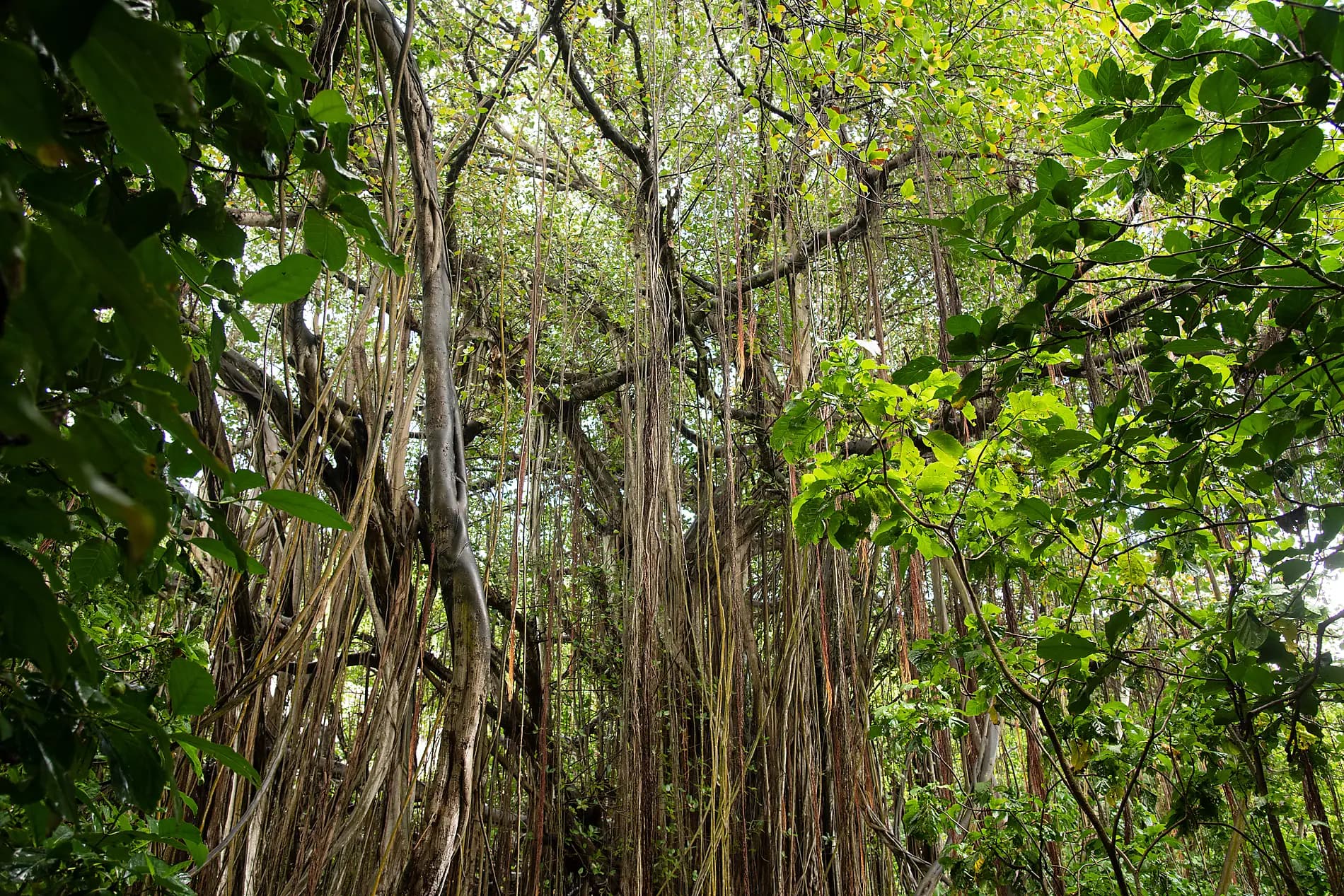 L'essentiel des Seychelles