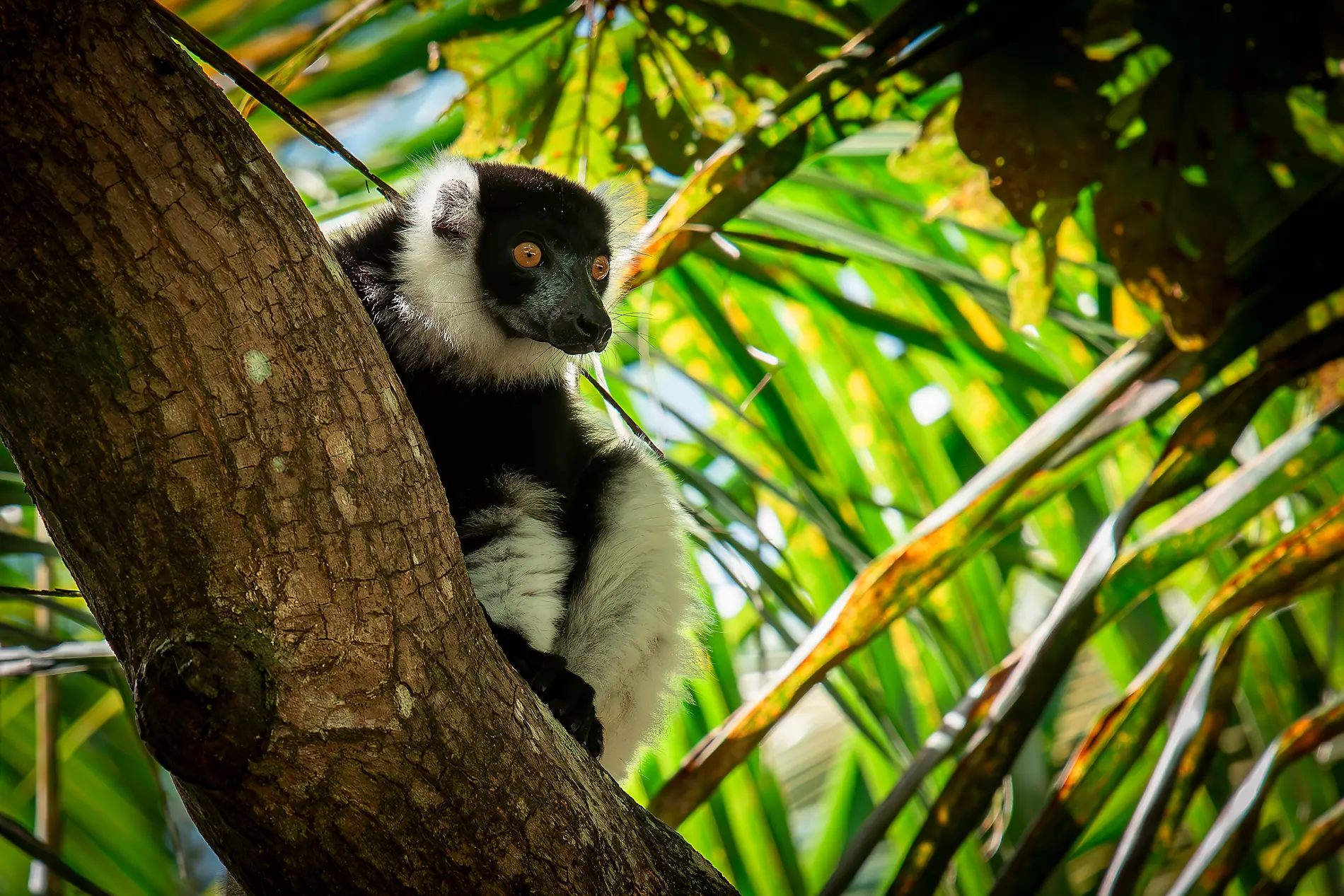 Madagascar, Zanzibar et les trésors de l’océan Indien