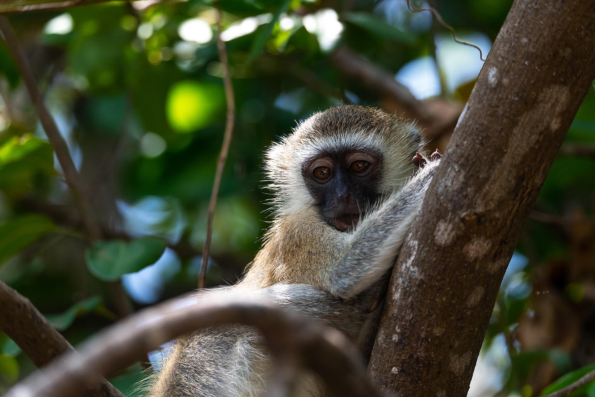 Madagascar, Zanzibar et les trésors de l’océan Indien
