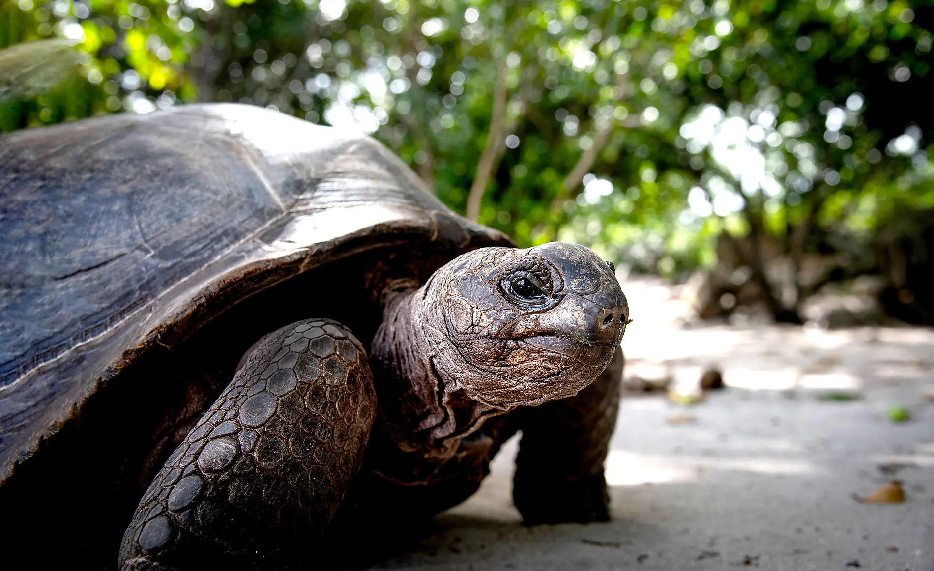Des Seychelles à Madagascar, îles insoupçonnées