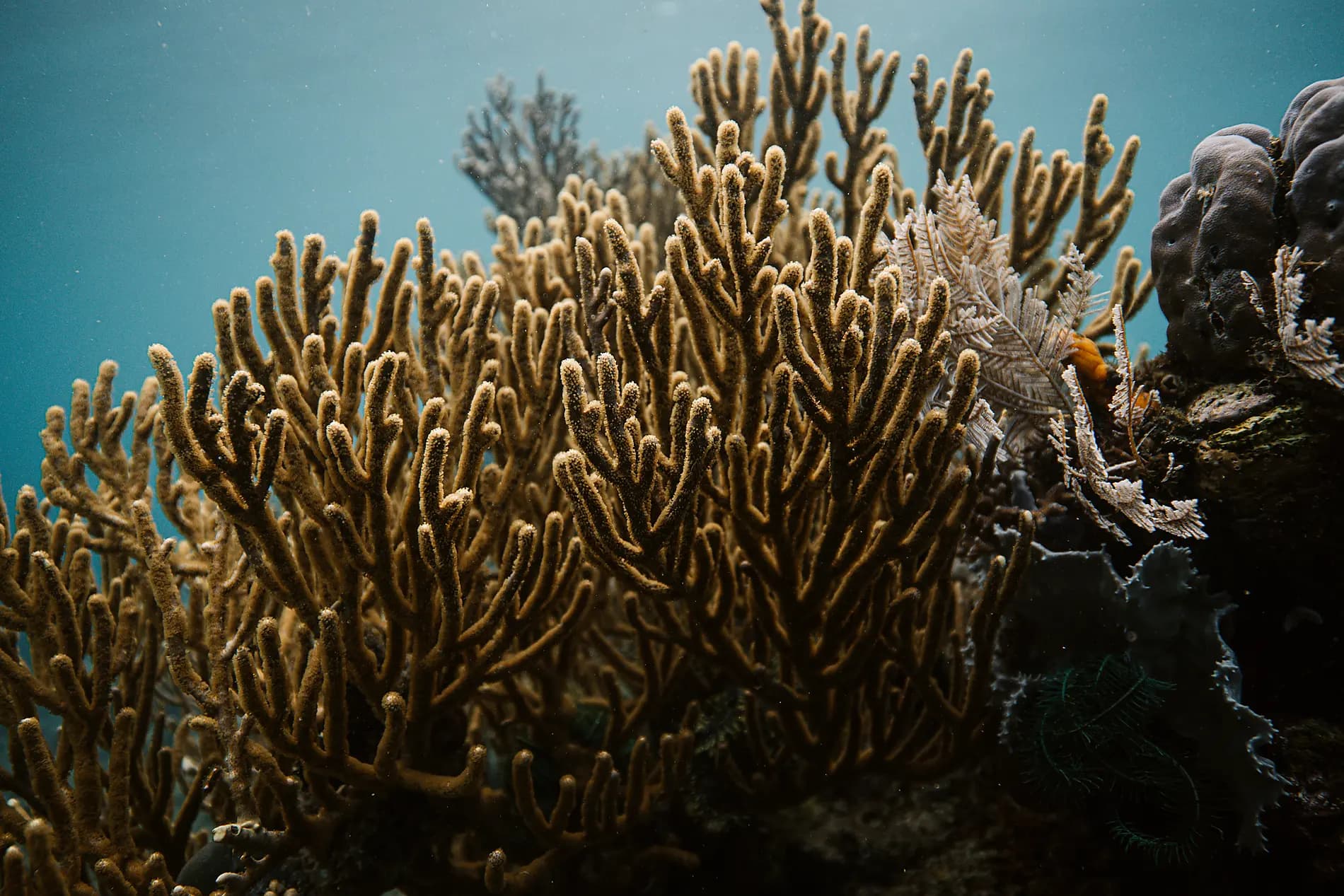 Des Seychelles à Madagascar, îles insoupçonnées