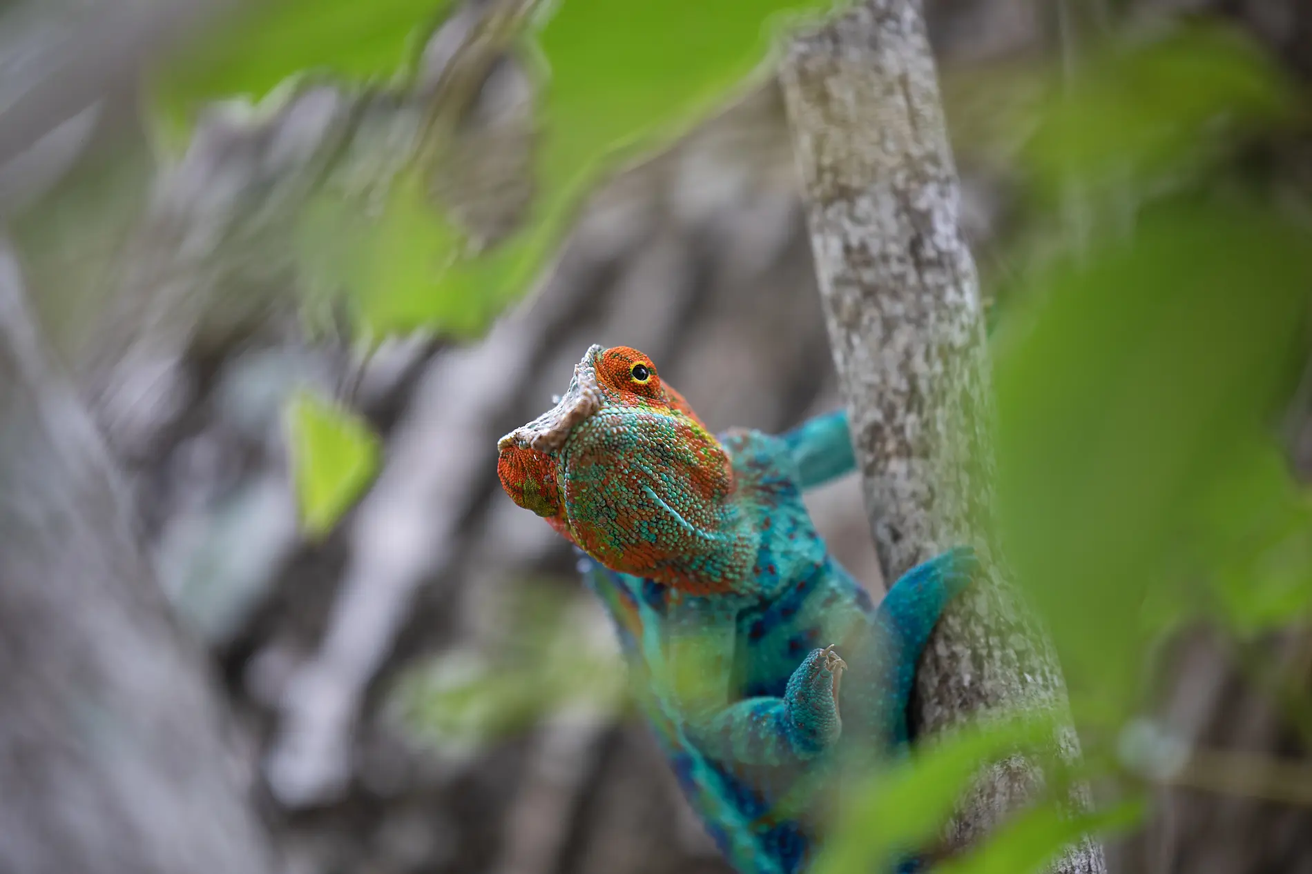 Des Seychelles à Madagascar, îles insoupçonnées